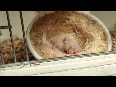 breeding goldfinch mules 2023 finally success!!!!!