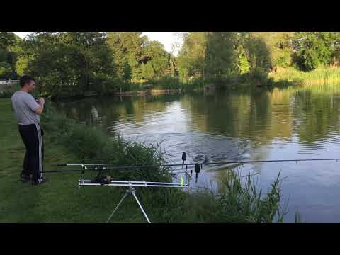 La pescuit in AUSTRIA Sturion