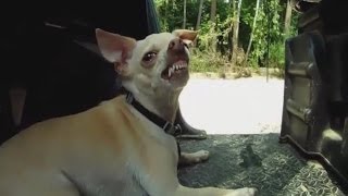 Funny Angry Dogs