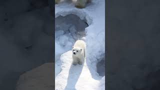 cute polar bear cub #animals #shortsvideo