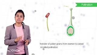 How do Organisms Reproduce -9 | Sexual reproduction in flowering plants | CBSE Class 10