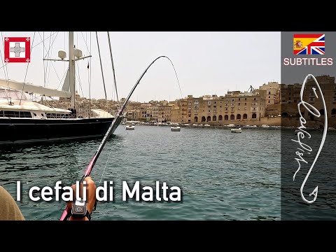 Pesca a Malta: pesca ai cefali con il pane da toast