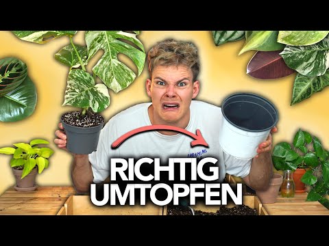 , title : 'PFLANZEN UMTOPFEN - So geht's richtig | Joey's Jungle Plants'
