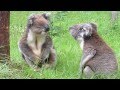 Koalas fighting