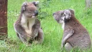 Koala fight