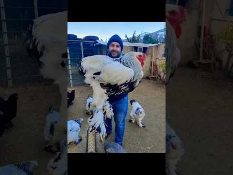 Giant big Brahma Hen #trending #chicken #shorts
