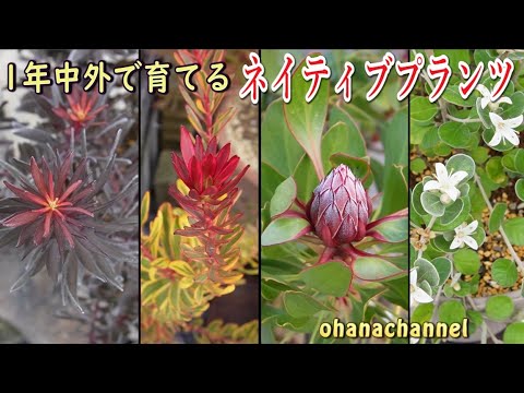 園芸 鱗状のジュニパー