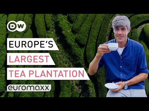 Europe's Oldest Tea Plantation On The Azores, Portugal | Europe To The Maxx
