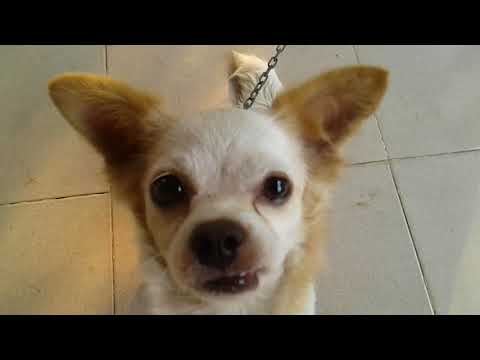 Cho biet chap tay va lay