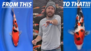 THE BEST WAY to Grow your Japanese Koi Fish in Just ONE YEAR!