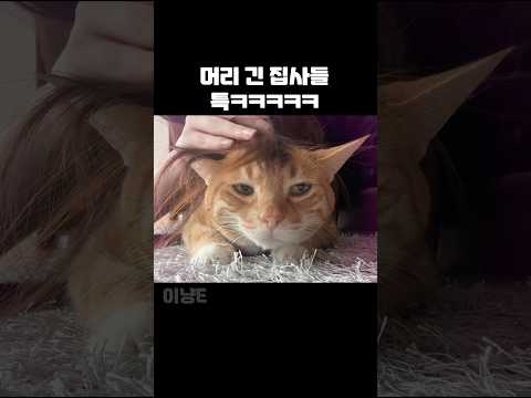 머리 긴 집사들이 고양이 키우면서 한번쯤 꼭 해보는 것