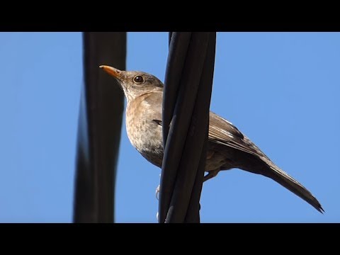 Ptice Hrvatske - Kos, mladi (Turdus merula) (Birds of Croatia - Blackbird, juvenile) (1/6)