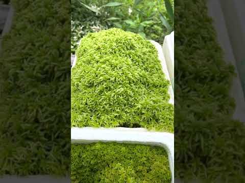 ミズゴケの育て方 生きた状態で乾燥させた美的目的のブースター植物を使用する