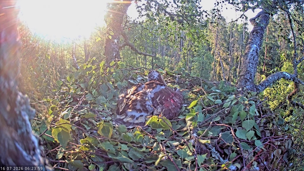 Live webcam view of Lesser Spotted Eagle Nest Cam