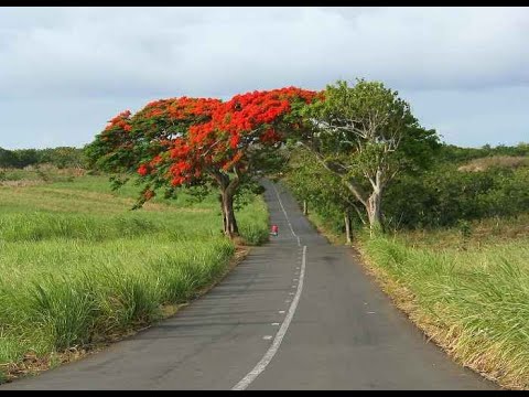 nu gran mama  papa  ( siven chinien )
