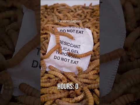 "DO NOT EAT" didn't stop them from eating it - Silica Gel Pack