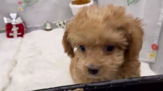 ハーフ犬の動画01