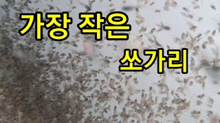 세상에서 가장 작은 쏘가리