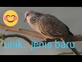 Burung Porno