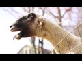 Skrillex - First Of The Year (Goat Remix) 