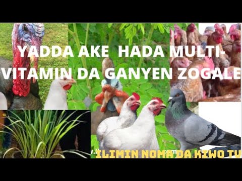 , title : 'YADDA AKE HADAWA KAJI ORGANIC MULTI-VITAMIN DA GANYEN ZOGALE  #moringa #farming#hausa'