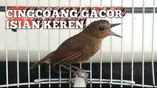 Download lagu jongkangan/cingcoang coklat gacor full isian cocok buat masteran dan pancingan mp3