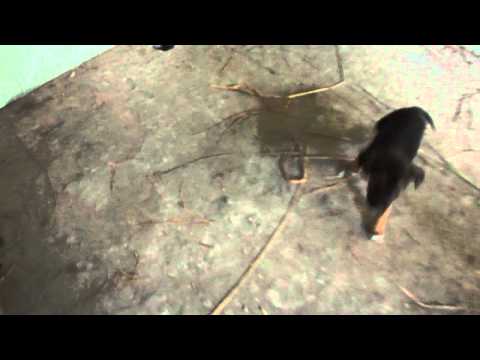 dog video name tiger german shaferd