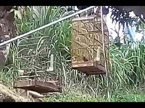 Magneto vs Falcão duelo de maquinas