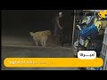 داعبه ليكمل مهمته????.. شاهد كيف تمكن لص من السرقة أمام كلب العائلة..????.