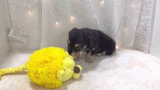 ハーフ犬の動画01