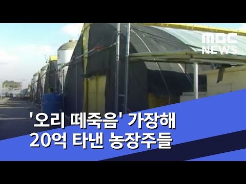 , title : ''오리 떼죽음' 가장해 20억 타낸 농장주들 (2018.10.30/뉴스투데이/MBC)'