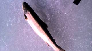 preview picture of video 'Eskasoni speckel trout'