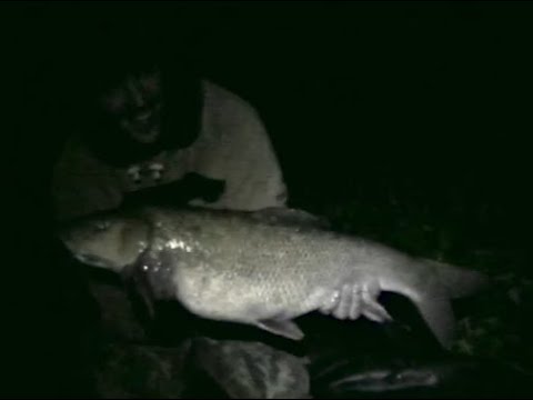 "K04" - River Kennet and Loddon Barbel Fishing 2004