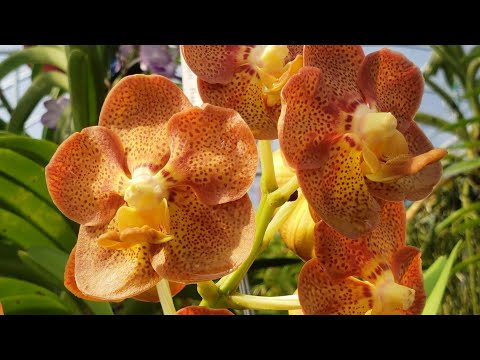 KRULL-SMITH ORCHID FESTIVAL. VANDAS DISPLAY. ORCHIDS FOR SALE TOUR BY JULIEN! DONT MISS IT. Nov 2022