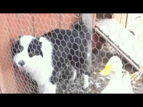 Muzzy enjoys the company of a duck