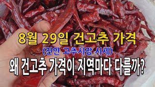 진안고추시장 건고추 가격 시세 / 지역별로 가격차이가 나는 이유는?