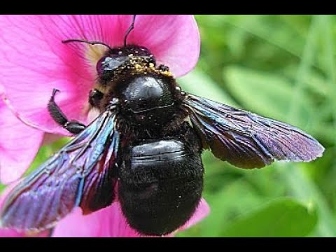 The large black carpenter bee