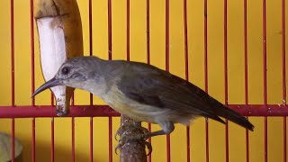 Download lagu KOLIBRI KELAPA BETINA PANGGIL JANTAN mp3 Download lagu KOLIBRI KELAPA BETINA PANGGIL JANTAN mp3