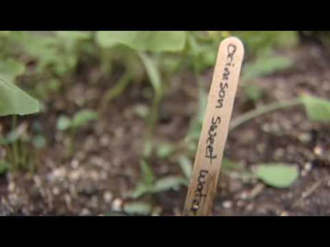 Urban garden in Detroit builds community and promotes healthy eating