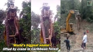 Download lagu ‘World’s biggest snake’ lifted by crane in Caribbean forest, World News Today, Stand Up mp3