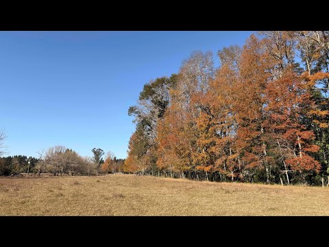 Ver video — Fundo de 69 ha a 5 km de Villarrica, plano, con luz, derechos de agua y río