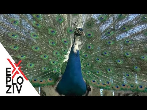 Carske ptice - EXPLOZIV