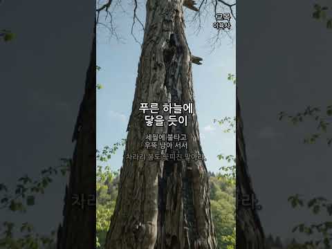 교목 (The Tall Tree) — 이육사