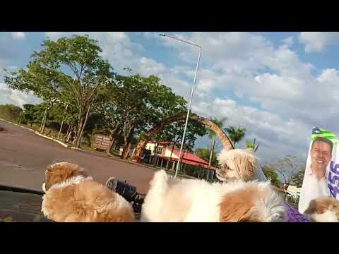 Família pet jepeiras Alto paraíso Go chapada dos veadeiros 