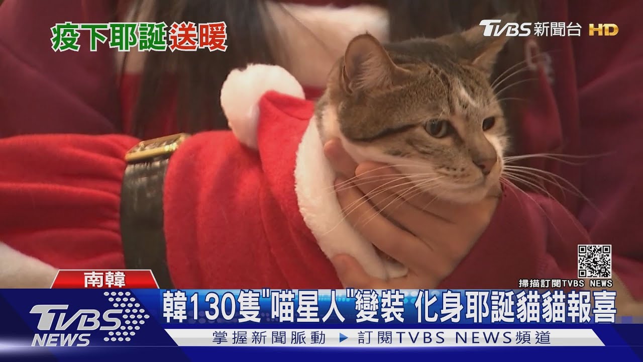韓130隻「喵星人」變裝 化身耶誕貓貓報喜