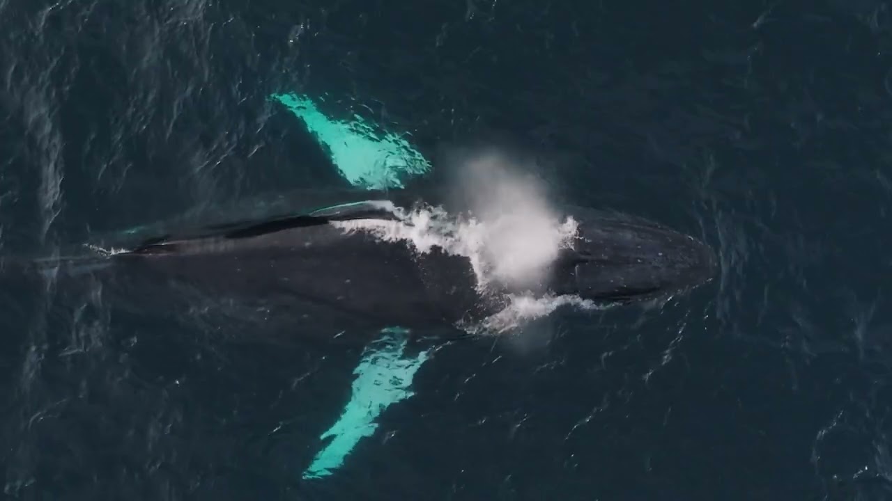 Migramar is Protecting Migratory Species Across the ETP I Bezos Earth Fund