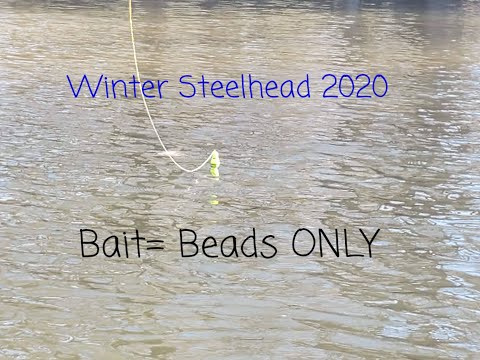 BOBBER DOWN FUN! WINTER STEELHEAD FISHING - December 2020