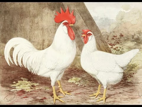 Leghorn | Chicken of the Week | Episode 7