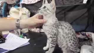 Egyptian Mau