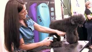 Sue Zecco: Mini Poodle German Trim